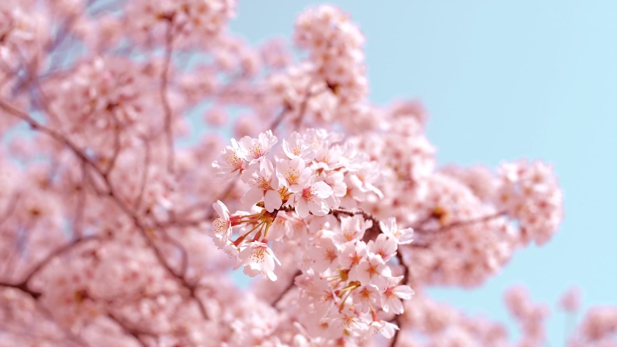 4月1日（土）Sakura Yoga開催｜東京臨海広域防災公園